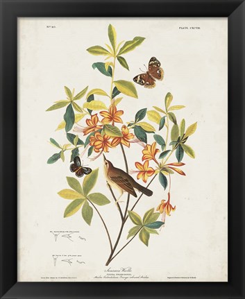 Framed Pl 198 Swainson&#39;s Warbler Print