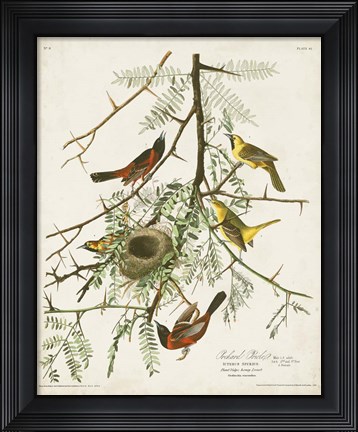 Framed Pl 42 Orchard Oriole Print