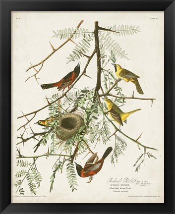 Framed Pl 42 Orchard Oriole Print