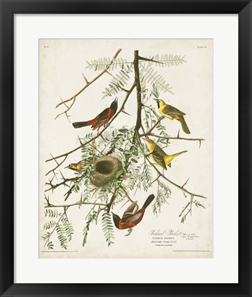 Framed Pl 42 Orchard Oriole Print