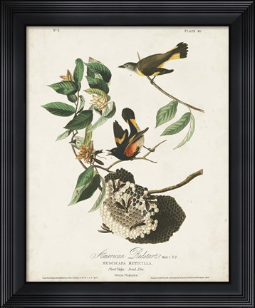 Framed Pl 40 American Redstart Print