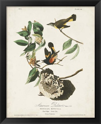 Framed Pl 40 American Redstart Print