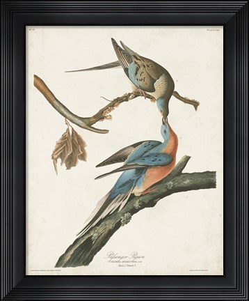 Framed Pl 62 Passenger Pigeon Print