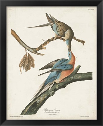 Framed Pl 62 Passenger Pigeon Print