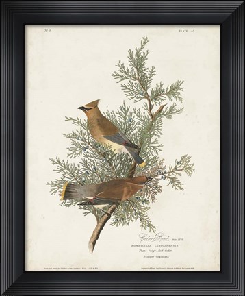 Framed Pl 43 Cedar Bird Print