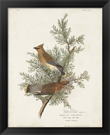 Framed Pl 43 Cedar Bird Print