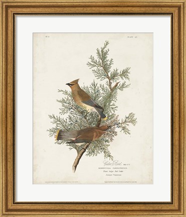 Framed Pl 43 Cedar Bird Print
