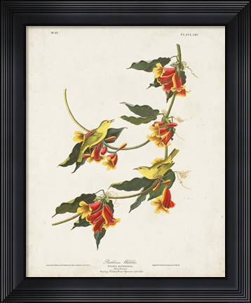 Framed Pl 65 Rathbone Warbler Print