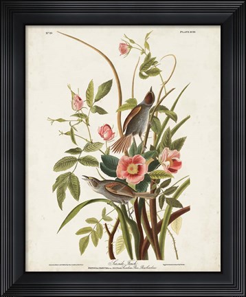 Framed Pl 93 Seaside Finch Print