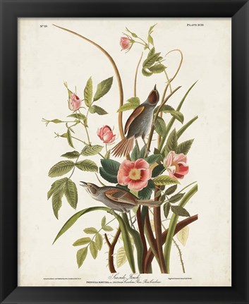 Framed Pl 93 Seaside Finch Print