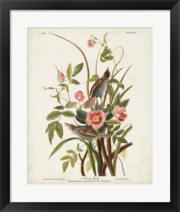 Framed Pl 93 Seaside Finch Print