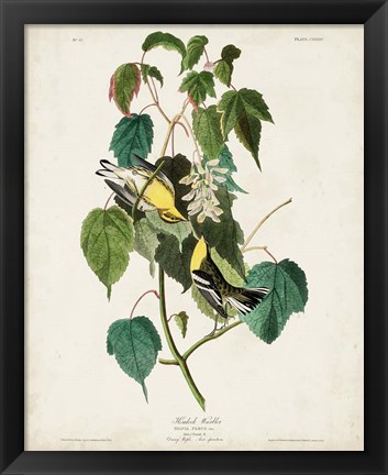 Framed Pl 134 Hemlock Warbler Print