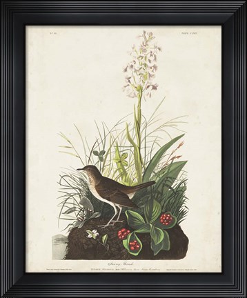 Framed Pl 164 Tawny Thrush Print