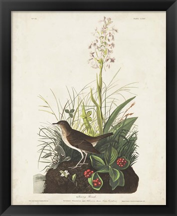 Framed Pl 164 Tawny Thrush Print