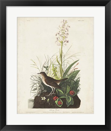 Framed Pl 164 Tawny Thrush Print