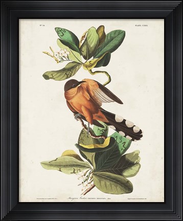 Framed Pl 169 Mangrove Cuckoo Print