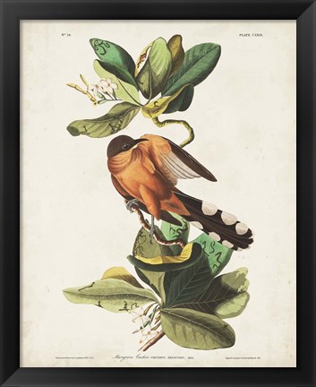 Framed Pl 169 Mangrove Cuckoo Print