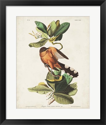 Framed Pl 169 Mangrove Cuckoo Print