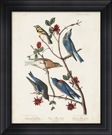 Framed Pl 393 Townsend&#39;s Warbler Print