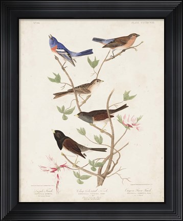 Framed Pl 398 Lazuli Finch Print