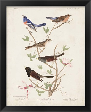 Framed Pl 398 Lazuli Finch Print