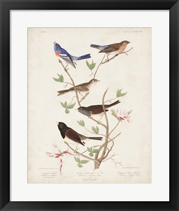 Framed Pl 398 Lazuli Finch Print