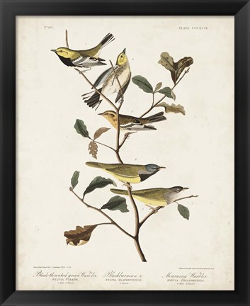 Framed Pl 399 Black-throated Green Warbler Print