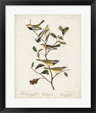 Framed Pl 399 Black-throated Green Warbler Print