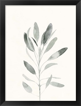 Framed Delicate Sage Botanical II Print