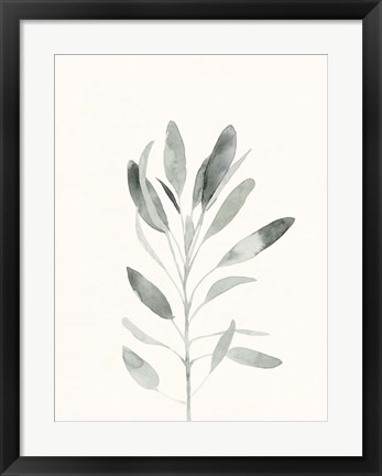 Framed Delicate Sage Botanical II Print