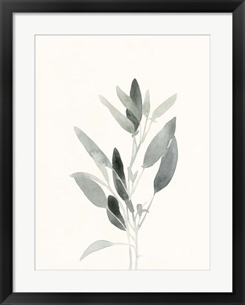 Framed Delicate Sage Botanical IV Print