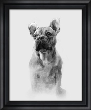Framed Pug Portrait I Print