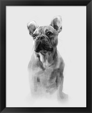 Framed Pug Portrait I Print