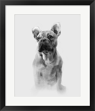 Framed Pug Portrait I Print