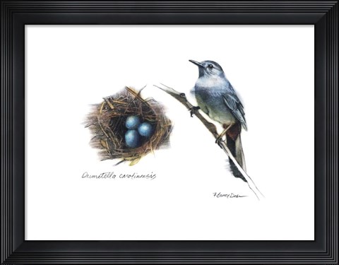 Framed Bird &amp; Nest Study II Print