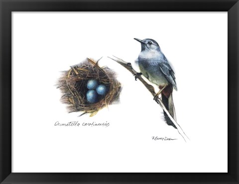 Framed Bird &amp; Nest Study II Print