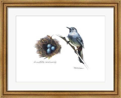 Framed Bird &amp; Nest Study II Print