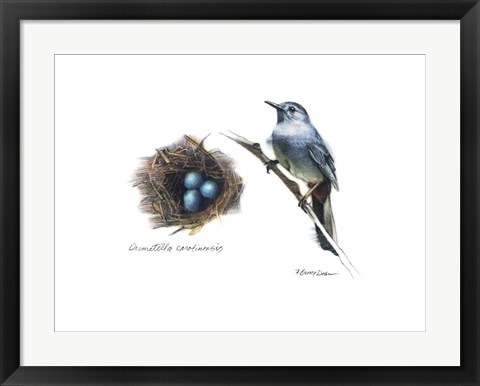 Framed Bird &amp; Nest Study II Print