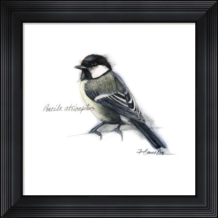 Framed Songbird Study II Print