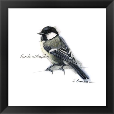 Framed Songbird Study II Print