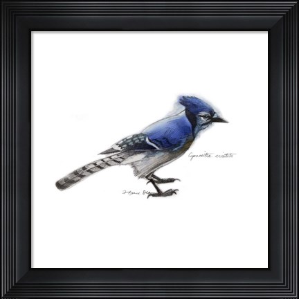 Framed Songbird Study III Print