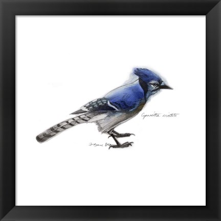 Framed Songbird Study III Print