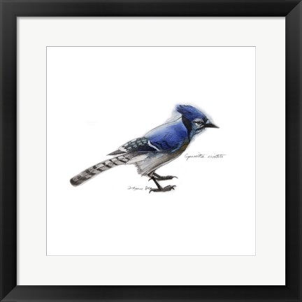 Framed Songbird Study III Print