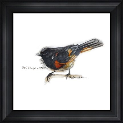 Framed Songbird Study IV Print
