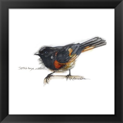 Framed Songbird Study IV Print