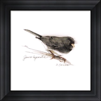 Framed Songbird Study V Print