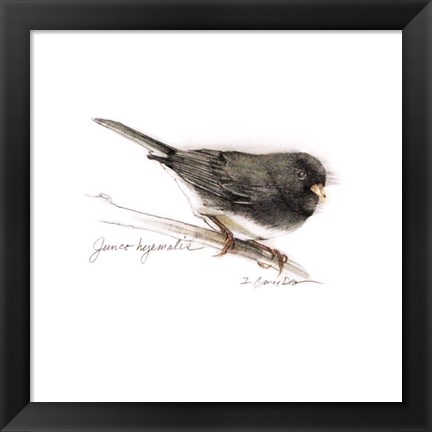 Framed Songbird Study V Print