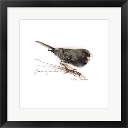 Framed Songbird Study V Print