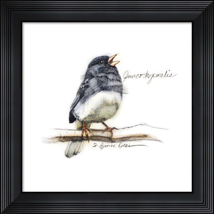 Framed Songbird Study VI Print