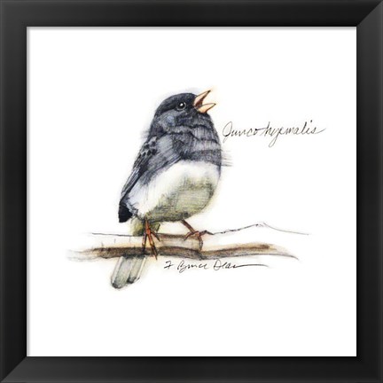 Framed Songbird Study VI Print